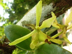 Epidendrum yojoaense