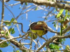 Pitangus sulphuratus