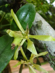 Epidendrum yojoaense