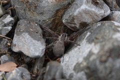 Dolomedes aquaticus
