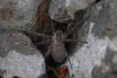Dolomedes aquaticus