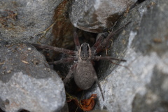 Dolomedes aquaticus