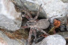 Dolomedes aquaticus