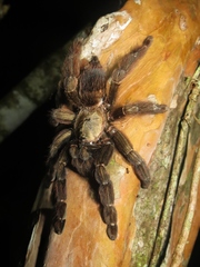 Psalmopoeus