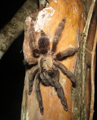 Psalmopoeus