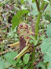 Tropidacris collaris