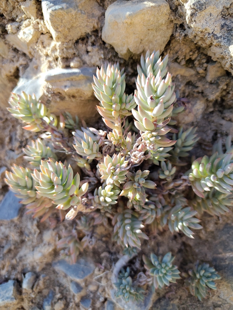Sedum