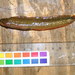 Anoplarchus - Photo (c) BIO Photography Group, Biodiversity Institute of Ontario, algunos derechos reservados (CC BY-NC-SA)