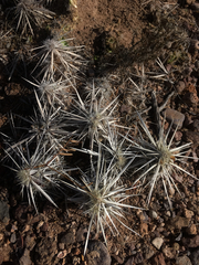 Grusonia clavata