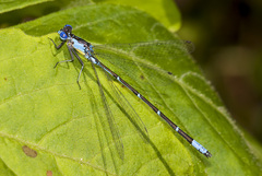 Chromagrion conditum