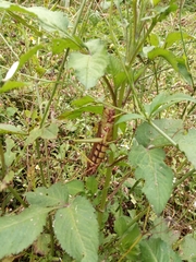 Tropidacris collaris