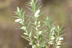 Melichrus urceolatus