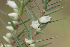 Melichrus urceolatus