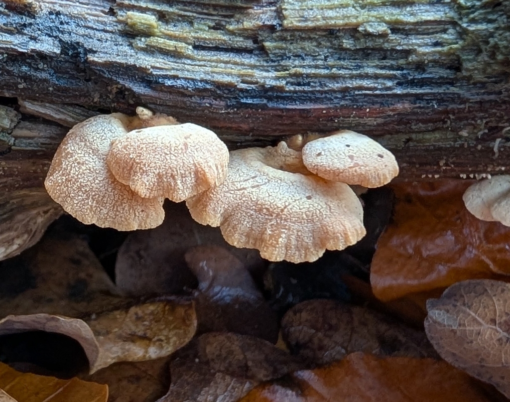 Panellus stipticus · November 2025 · photo: © twig777 (iNaturalist, cc0)