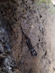 Plethodon albagula