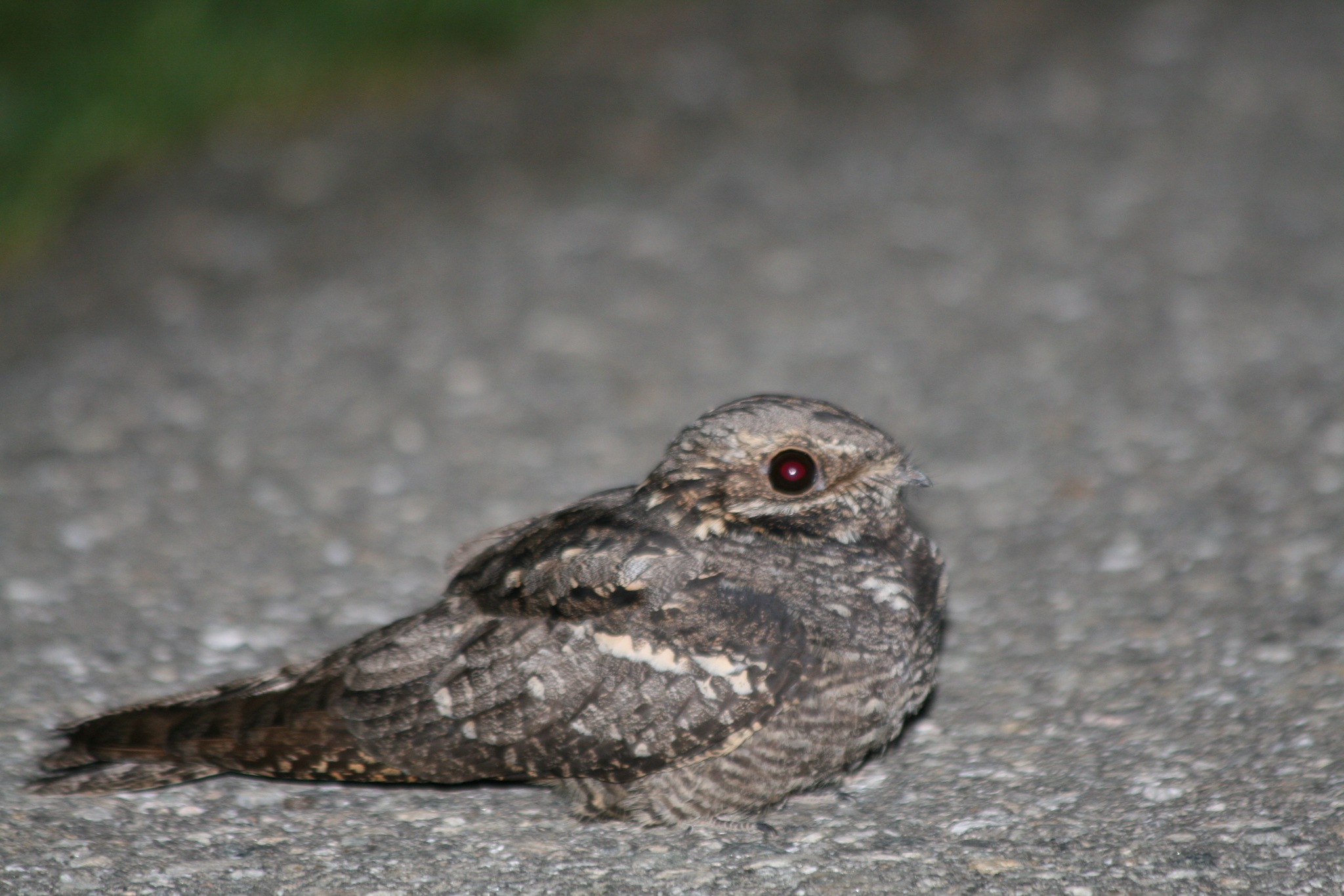European Nightjar