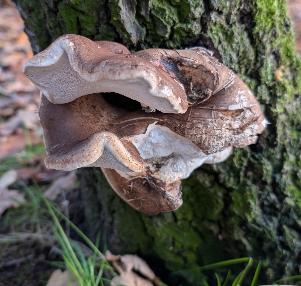 Fomitopsis betulina · November 2025 · photo: © twig777 (iNaturalist, cc0)