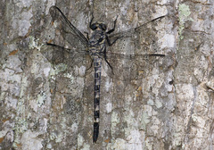 Tachopteryx thoreyi