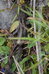 Woodworthia southern alps