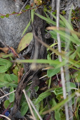 Woodworthia southern alps