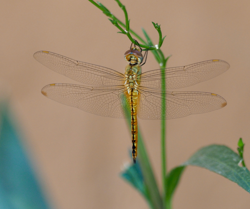 Wandering Glider