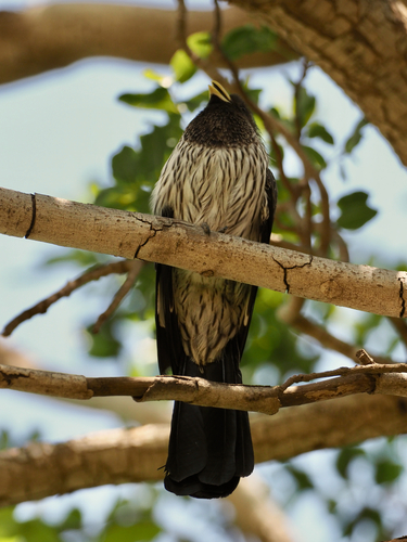 Western Plantain-eater