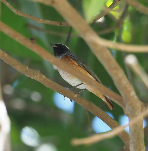 Common Redstart