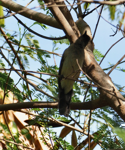Common Bulbul
