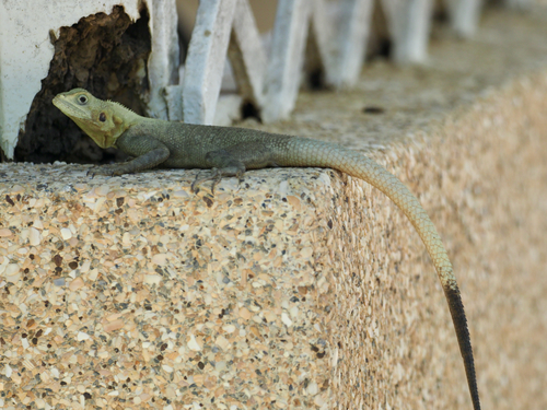 Peters's Rock Agama