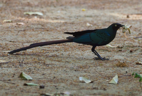 Long-tailed Glossy Starling