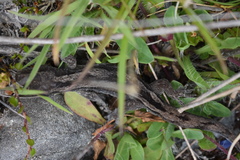 Woodworthia southern alps