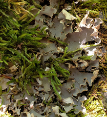 Peltigera ponojensis