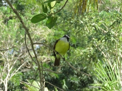 Pitangus sulphuratus