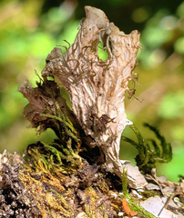 Peltigera ponojensis