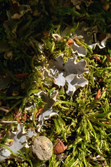 Peltigera ponojensis