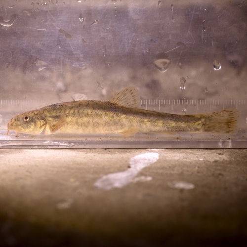Dala stone loach (Triplophysa dalaica) — Nemacheilidae