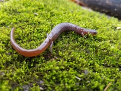 Eurycea multiplicata