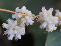 Cuscuta indecora