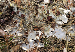 Peltigera ponojensis