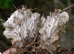 Peltigera ponojensis