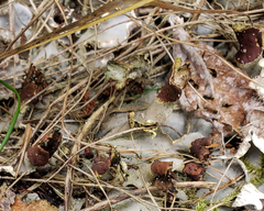 Peltigera ponojensis