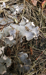 Peltigera ponojensis