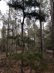 Pinus glabra