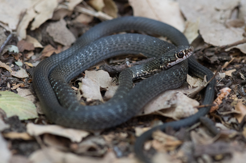 Dolichophis cypriensis