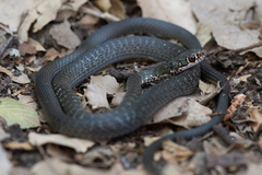 Cyprus Whip Snake photo 1