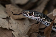Cyprus Whip Snake photo 2
