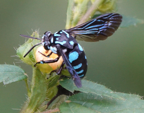 Thyreus interruptus