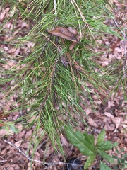 Pinus glabra