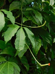 Psiguria warscewiczii