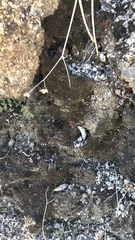 Cahuillus indioensis